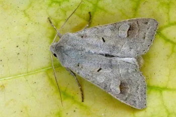Ammoconia caecimacula imago