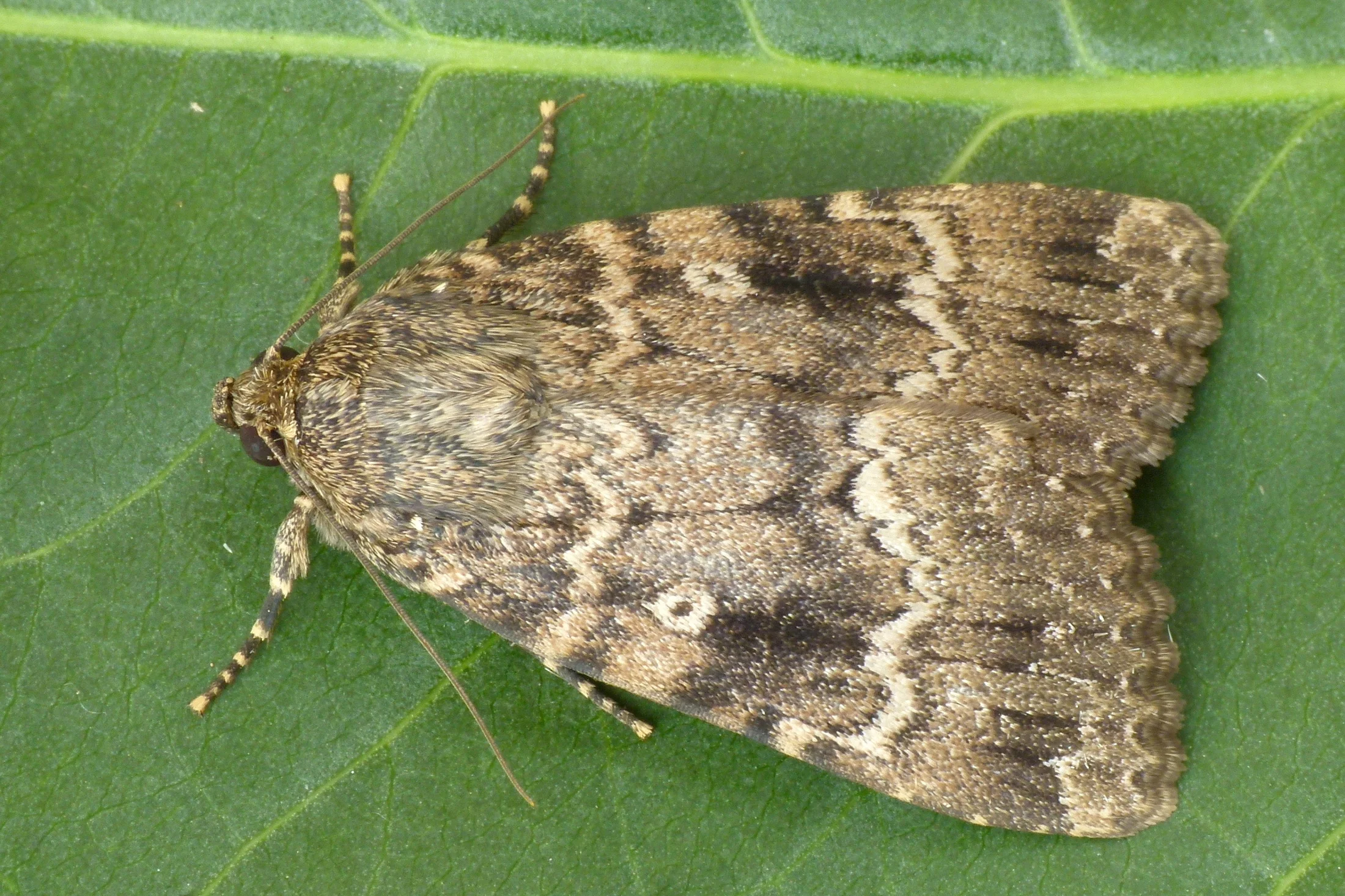 Amphipyra berbera imago