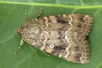 Amphipyra berbera imago