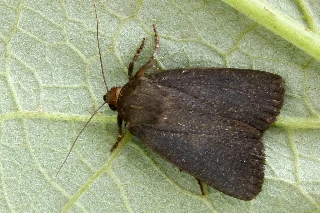 Amphipyra livida imago