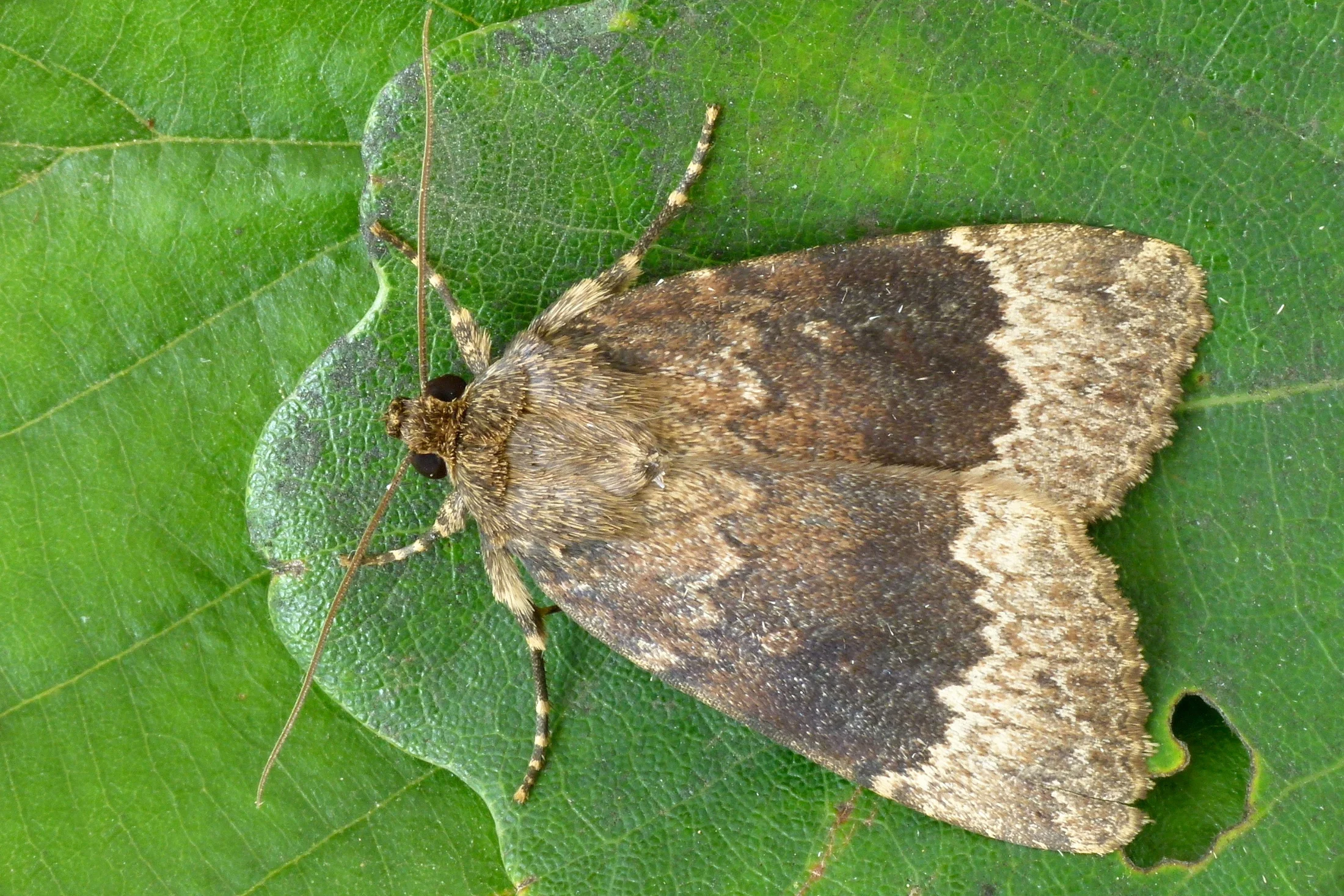 Amphipyra perflua imago