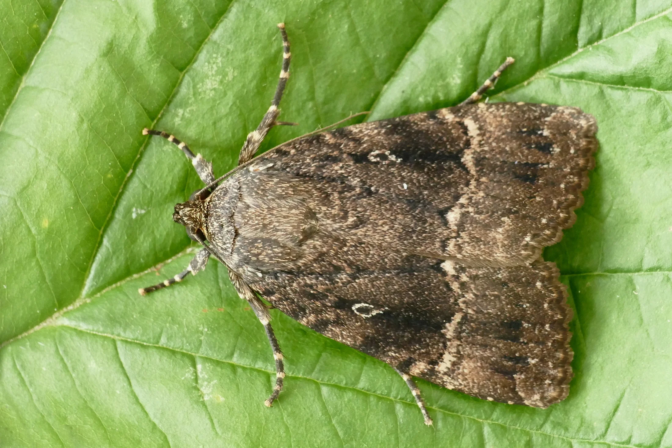 Amphipyra pyramidea imago