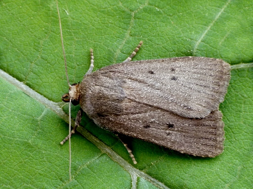 Amphipyra tragopoginis imago