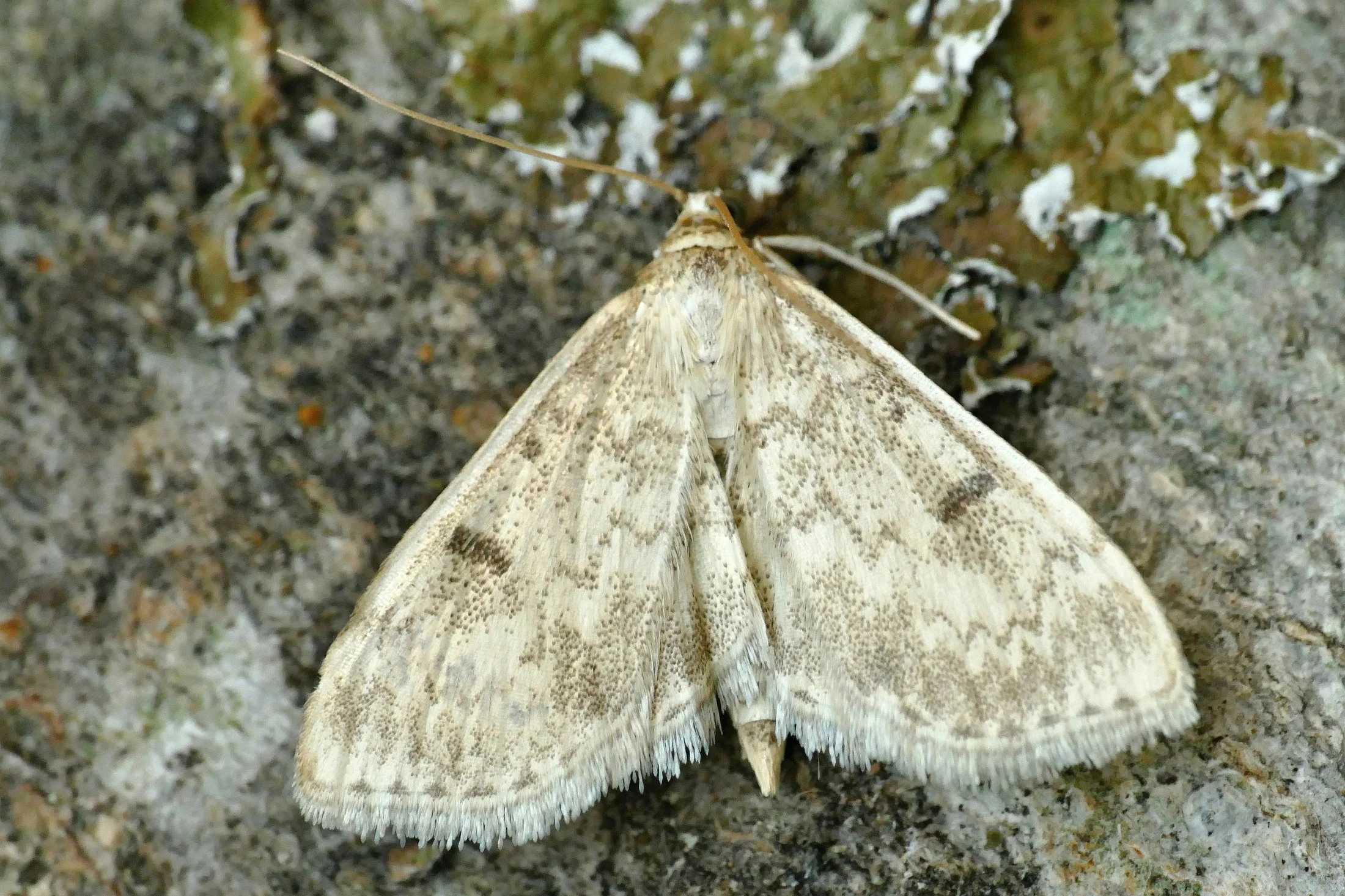 Anania perlucidalis imago