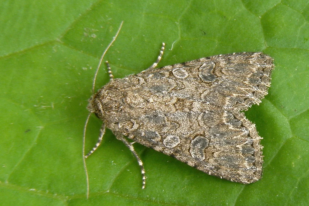 Anarta trifolii imago