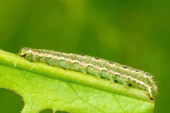 Anarta trifolii larva
