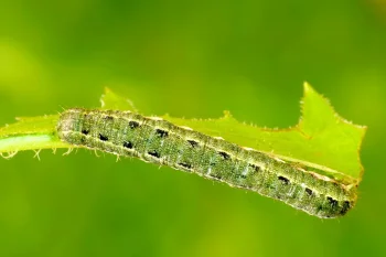 Anarta trifolii larva