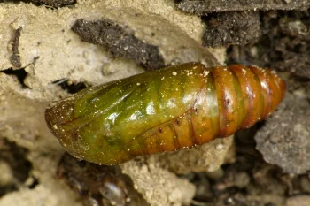 Anarta trifolii pupa