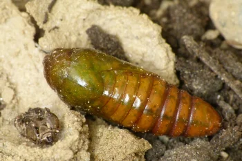 Anarta trifolii pupa