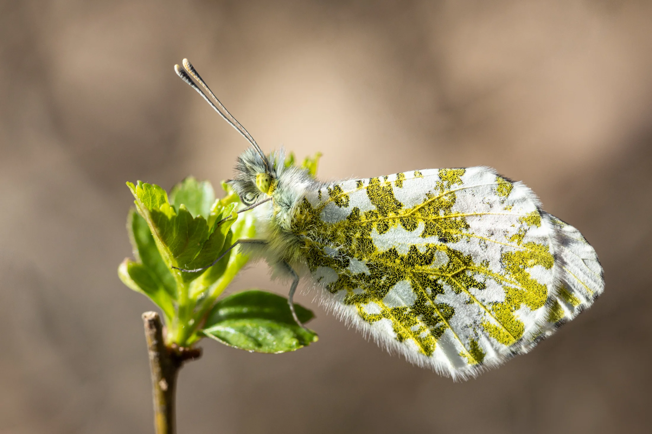 Anthocharis cardamines imago