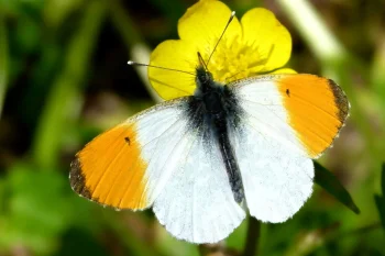 Anthocharis cardamines imago male