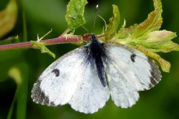 Anthocharis cardamines female