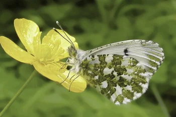 Anthocharis cardamines imago