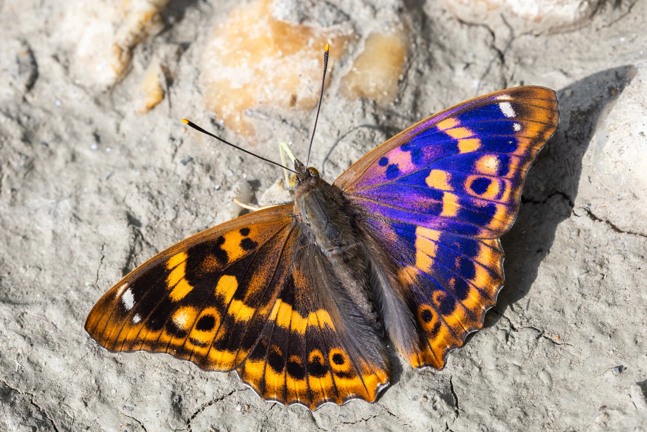 Apatura ilia imago