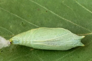 Apatura ilia pupa
