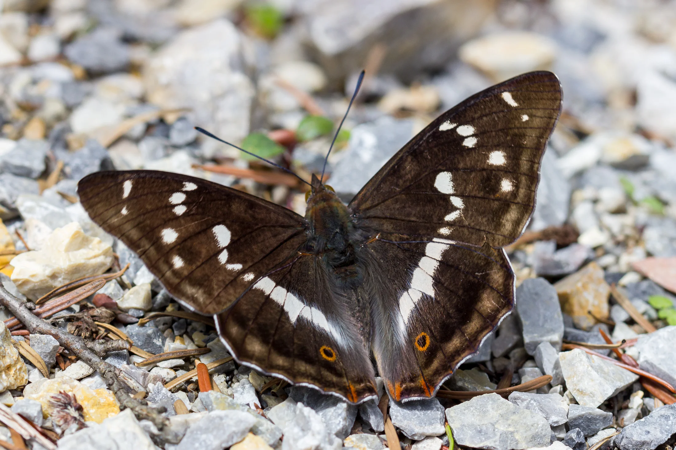 Apatura iris imago