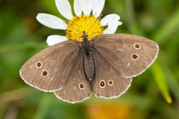 Aphantopus hyperantus imago