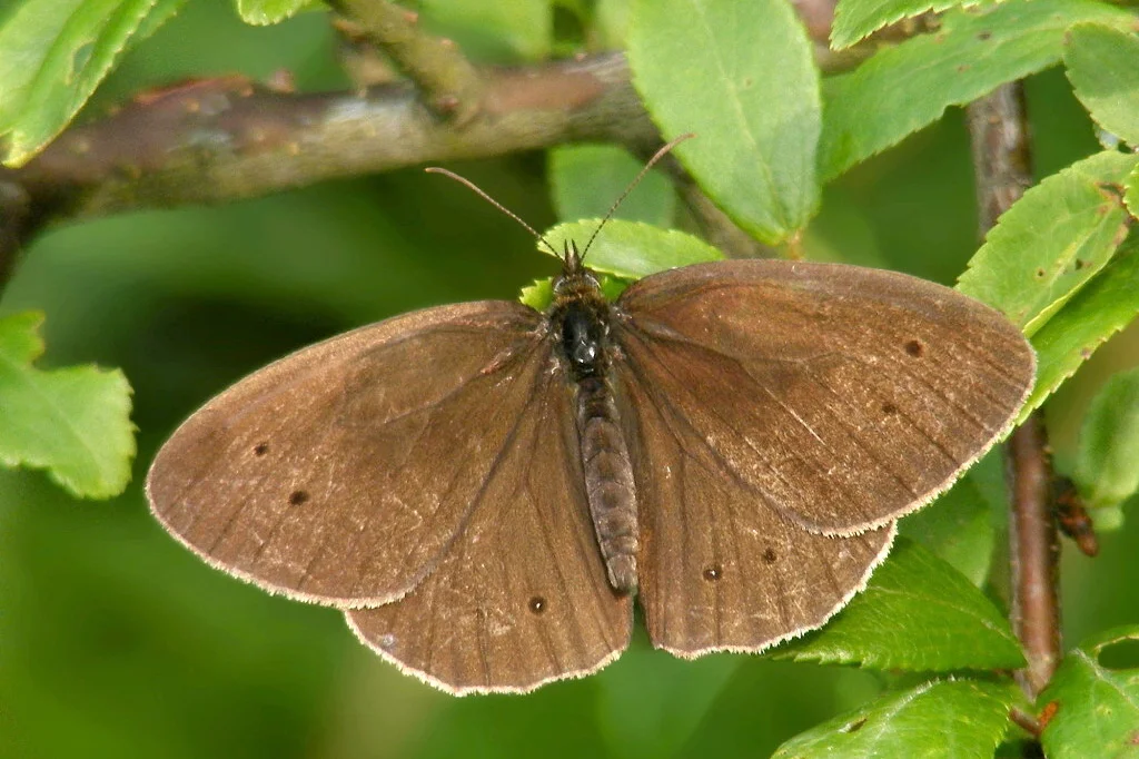 Aphantopus hyperanthus imago
