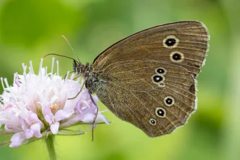 Aphantopus hyperantus imago