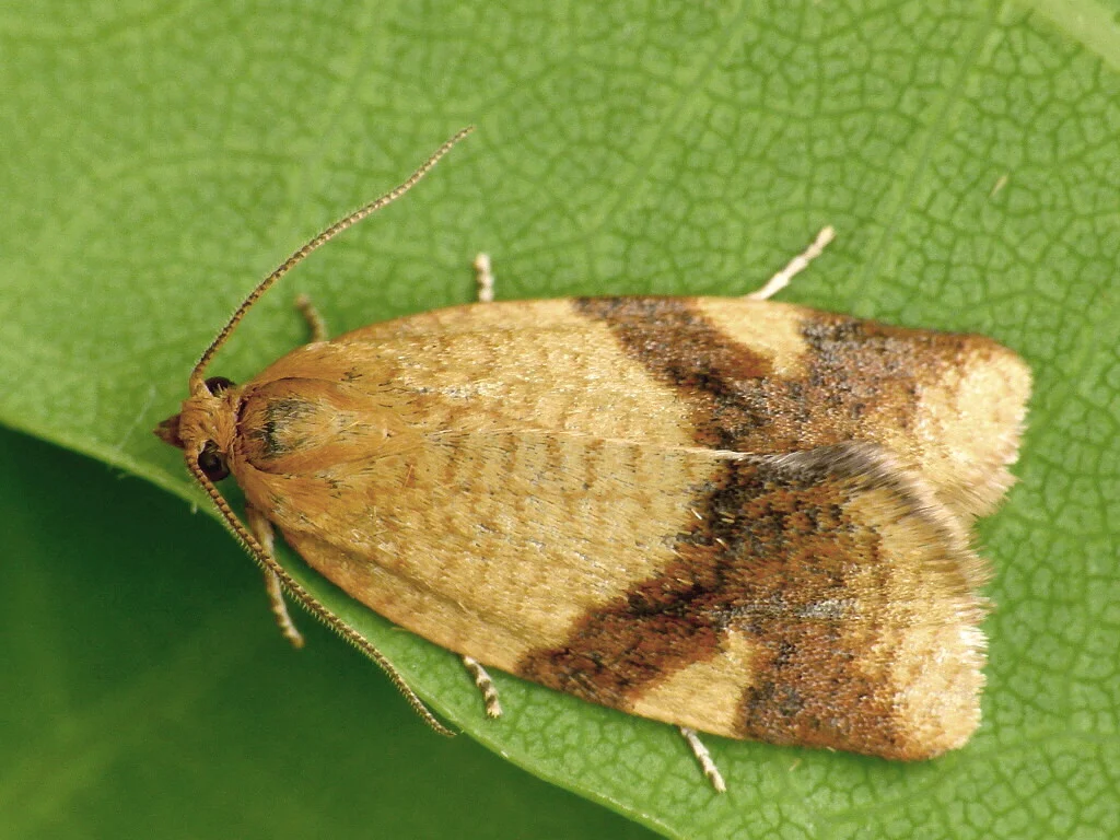 Aphelia ferugana imago
