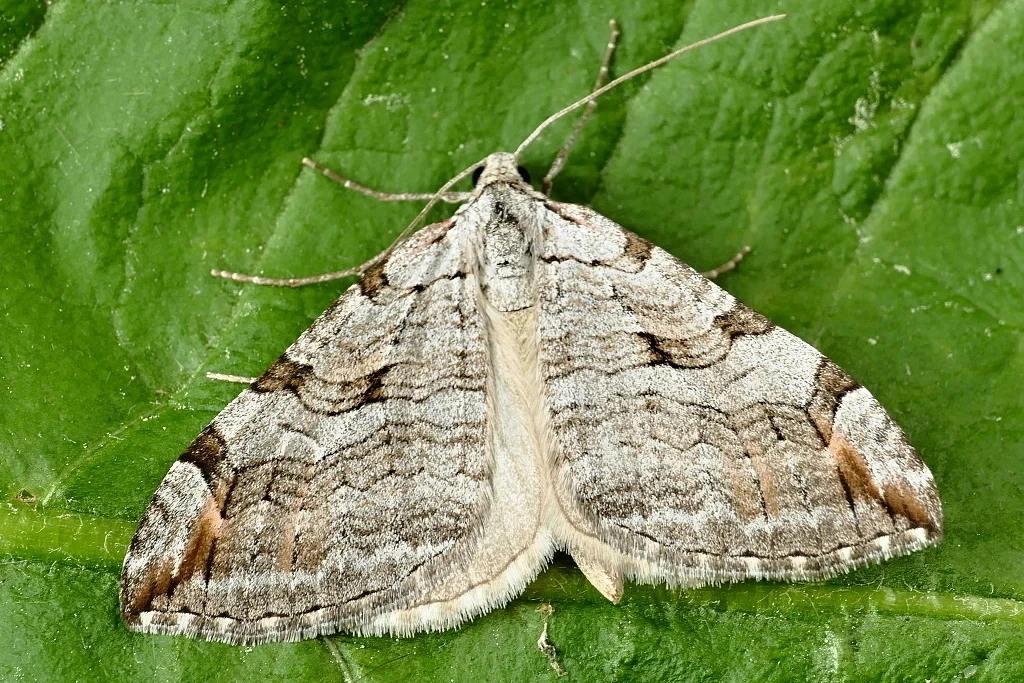 Aplocera plagiata imago