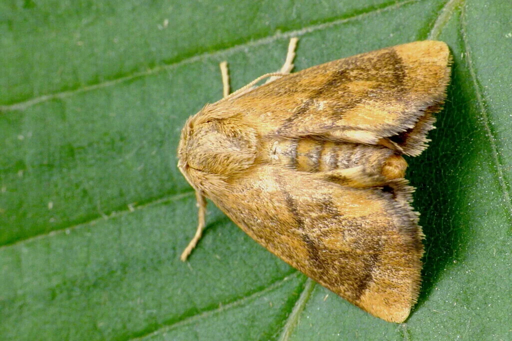 Apoda limacodes imago