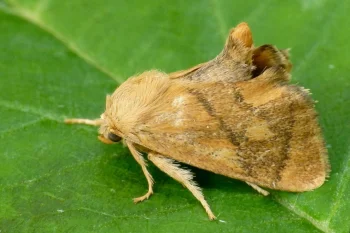Apoda limacodes imago