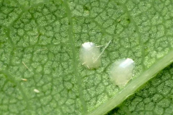 Apoda limacodes ova