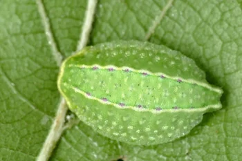 Apoda limacodes imago