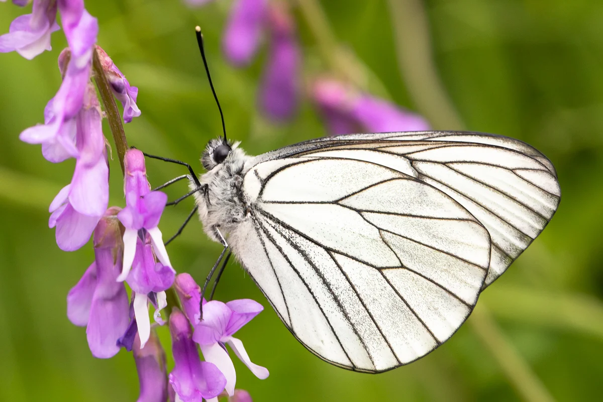 Aporia crataegi imago