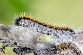 Aporia crataegi larva