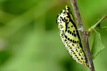 Aporia crataegi pupa