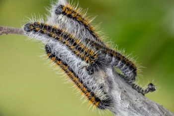 Aporia crataegi larva