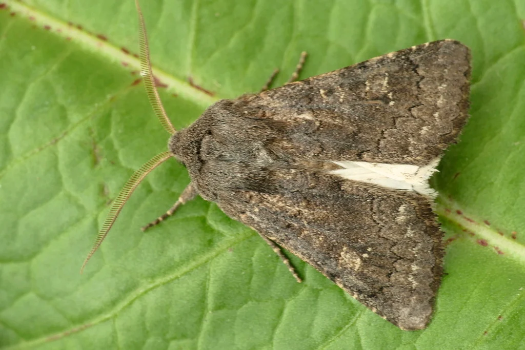 Aporophyla lutulenta imago