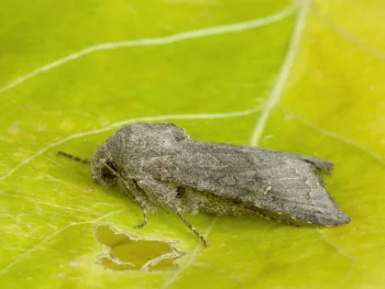 Aporophyla lutulenta imago
