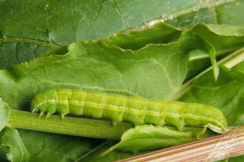 Aporophyla lutulenta larva