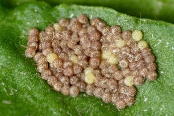 Aporophyla lutulenta ova