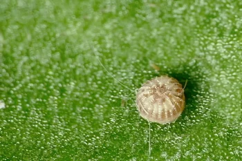 Aporophyla lutulenta ova