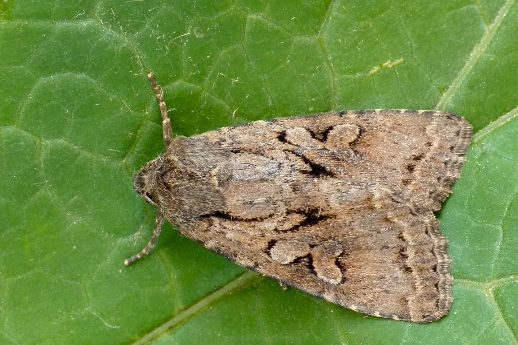 Apterogenum ypsillon imago