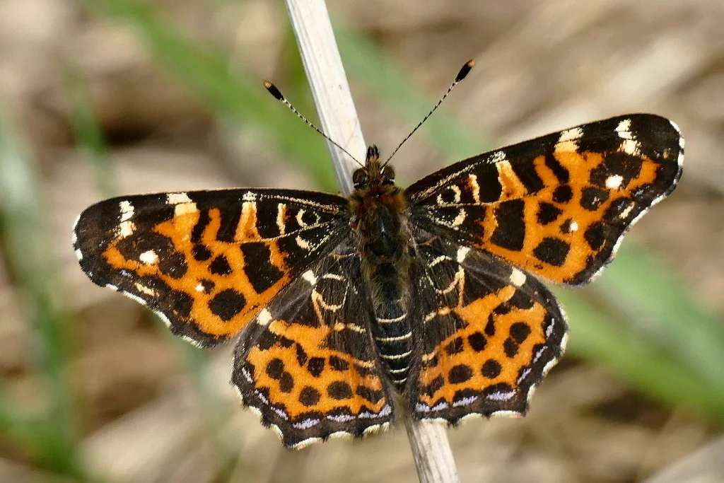 Araschnia levana imago