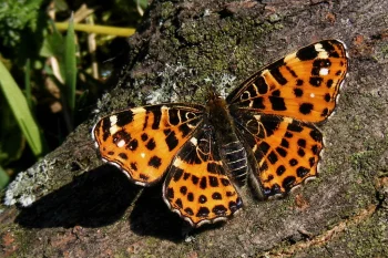 Araschnia levana imago