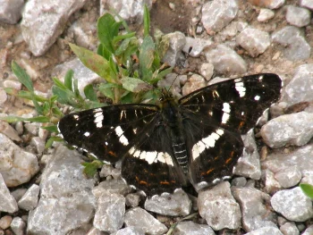 Araschnia levana imago