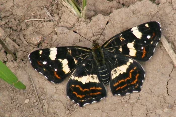 Araschnia levana imago