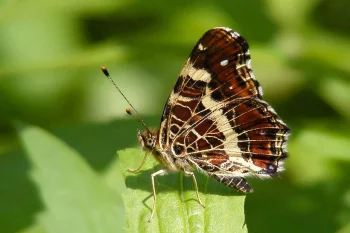 Araschnia levana imago
