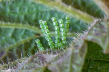 Araschnia levana ova