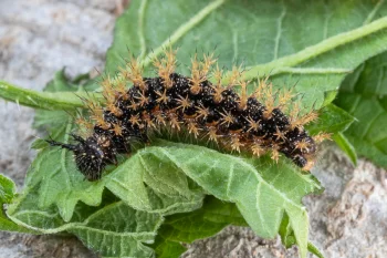 Araschnia levana larva