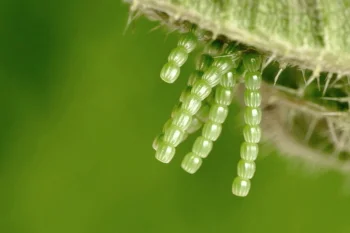 Araschnia levana ova