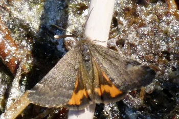 Archiearis parthenias imago