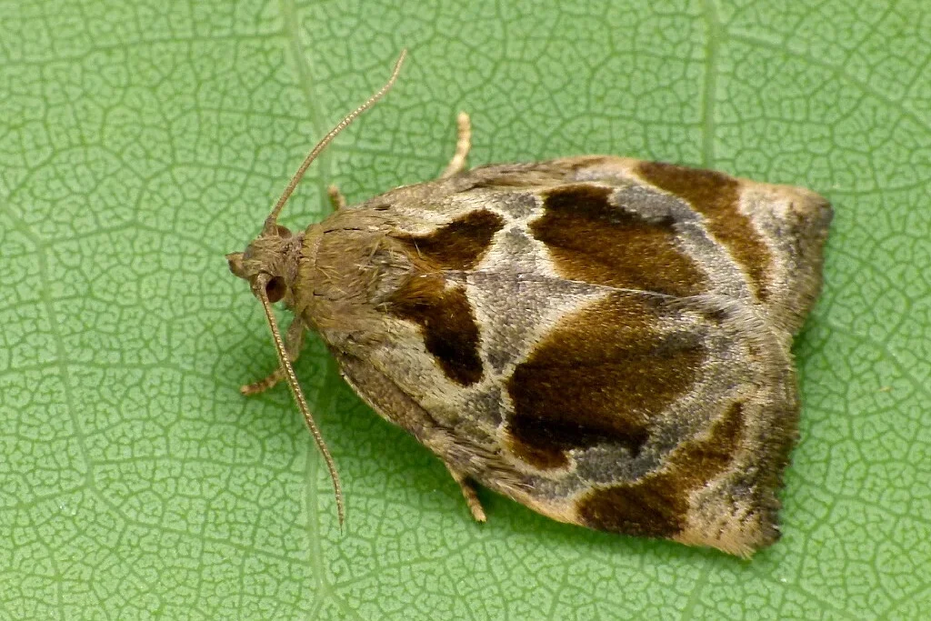 Archips crataegana imago