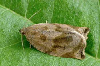 Archips crataegana imago female